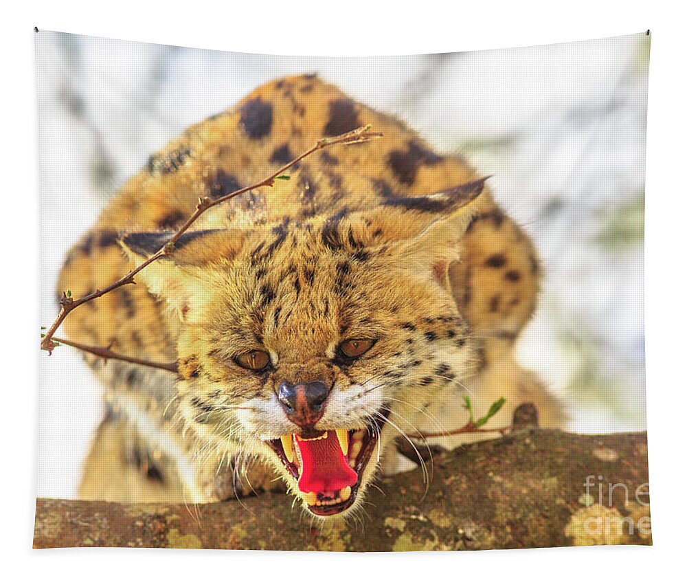Serval Tapestry featuring the photograph Serval on a tree #2 by Benny Marty