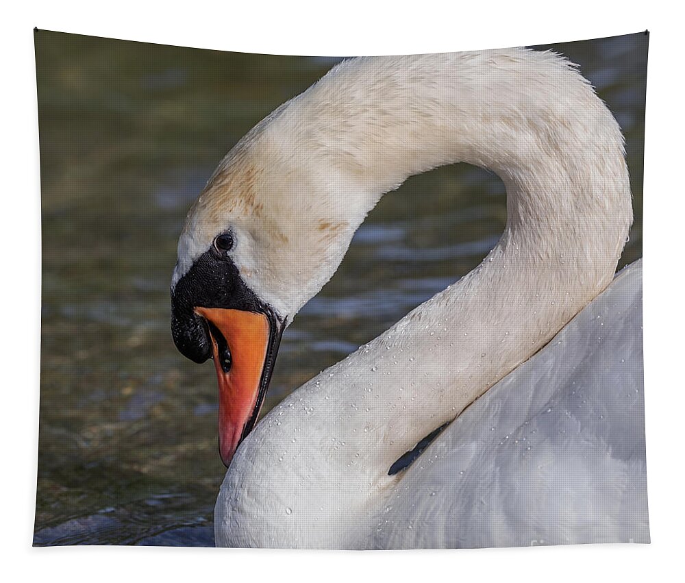 Photography Tapestry featuring the photograph 2 is for Swan by Alma Danison