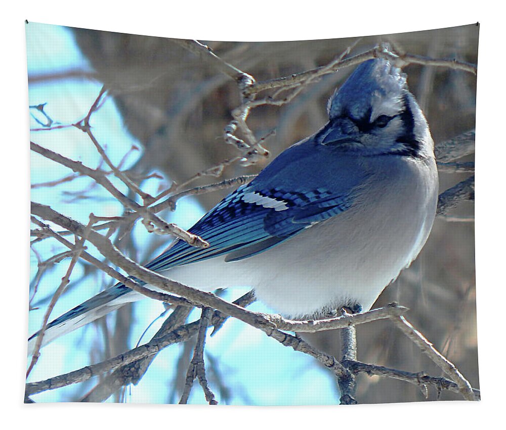 Winter Tapestry featuring the photograph Winter Blues #3 by Wild Thing