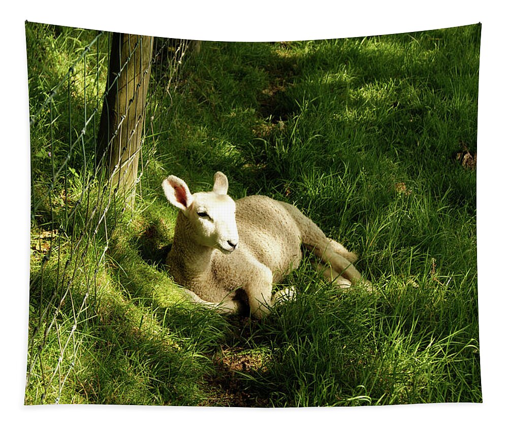 Cumbria Tapestry featuring the photograph 20/06/14 KESWICK. Lamb In The Woods. by Lachlan Main