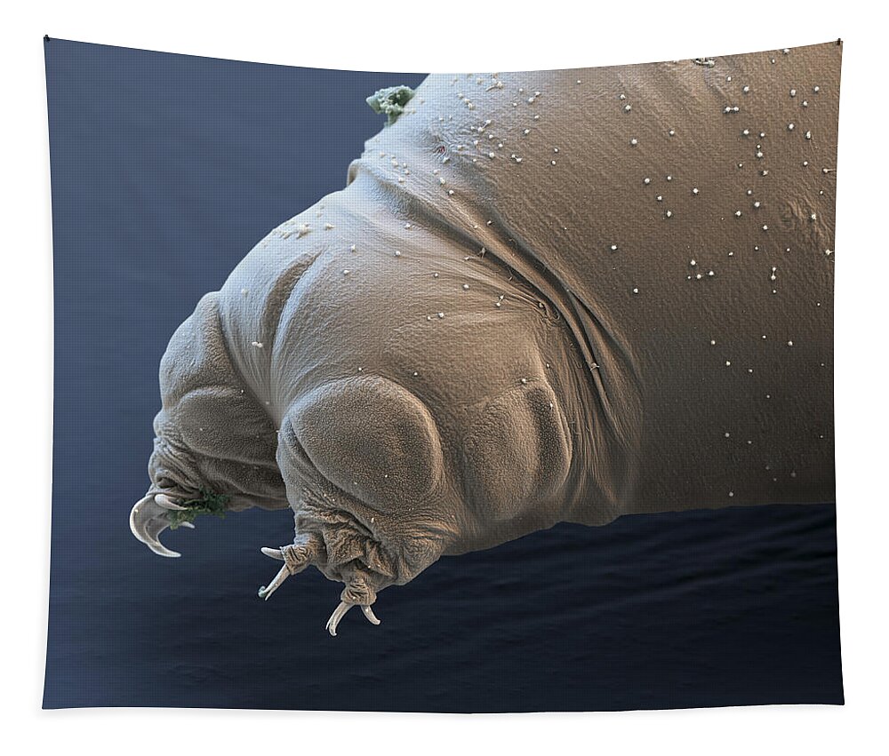 Animal Tapestry featuring the photograph Water Bear Or Tardigrade #21 by Meckes/ottawa