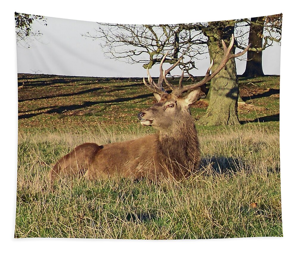 Knutsford Tapestry featuring the photograph 28/11/18 TATTON PARK. Stag in The Park. by Lachlan Main