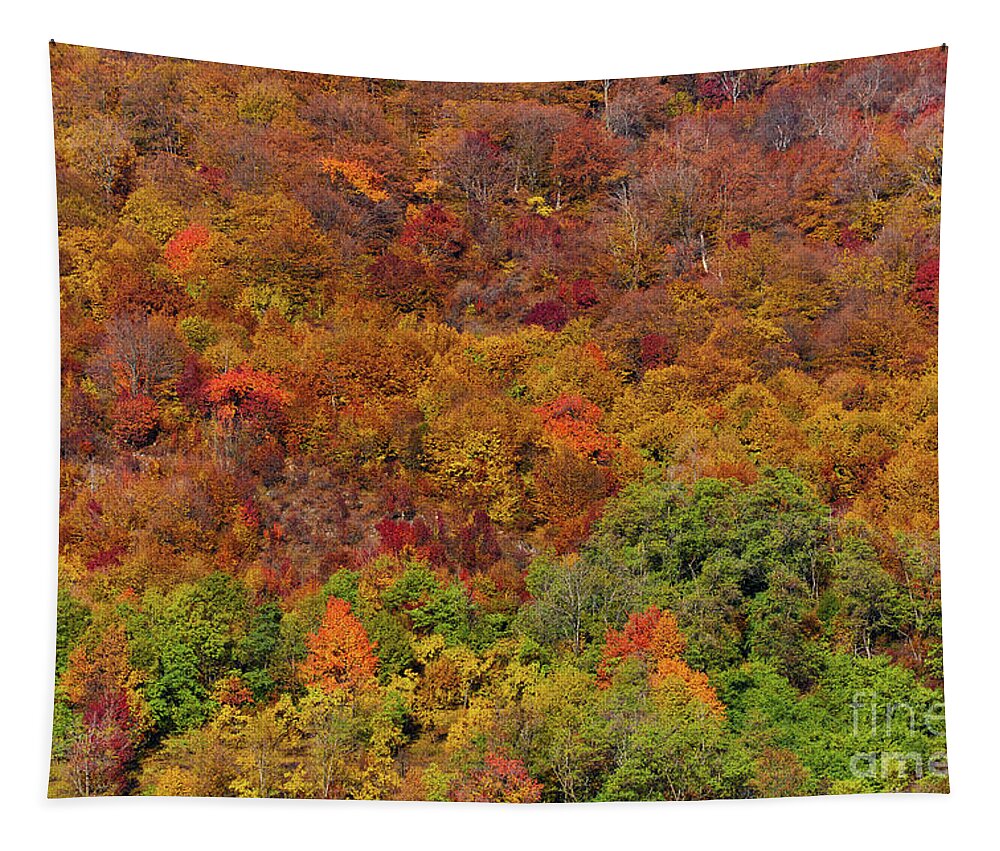Maple Tapestry featuring the photograph Colorful autumnal landscape #3 by Ragnar Lothbrok