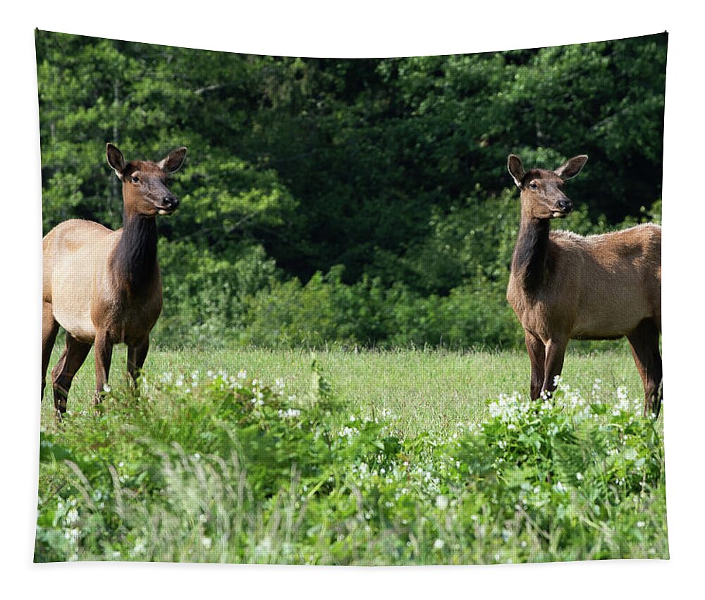Elk Tapestry featuring the photograph 3 Elk in Elk Meadow by Phyllis Spoor