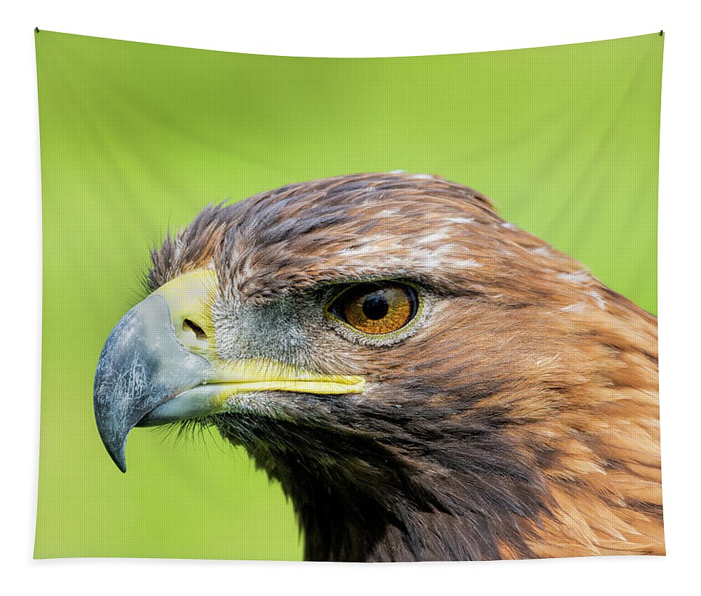 Eagle Tapestry featuring the photograph Golden Eagle #3 by Steev Stamford