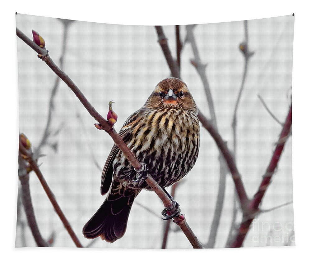 Song Sparrow Tapestry featuring the photograph I See You #3 by Scott Cameron