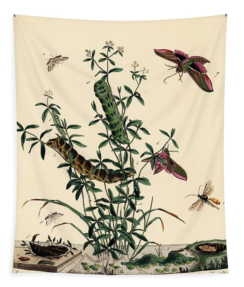 19th Century Tapestry featuring the drawing illustration by Moses Harris from 'The Aurelian, a Natural History of English Moths and Butterfli... #3 by Album