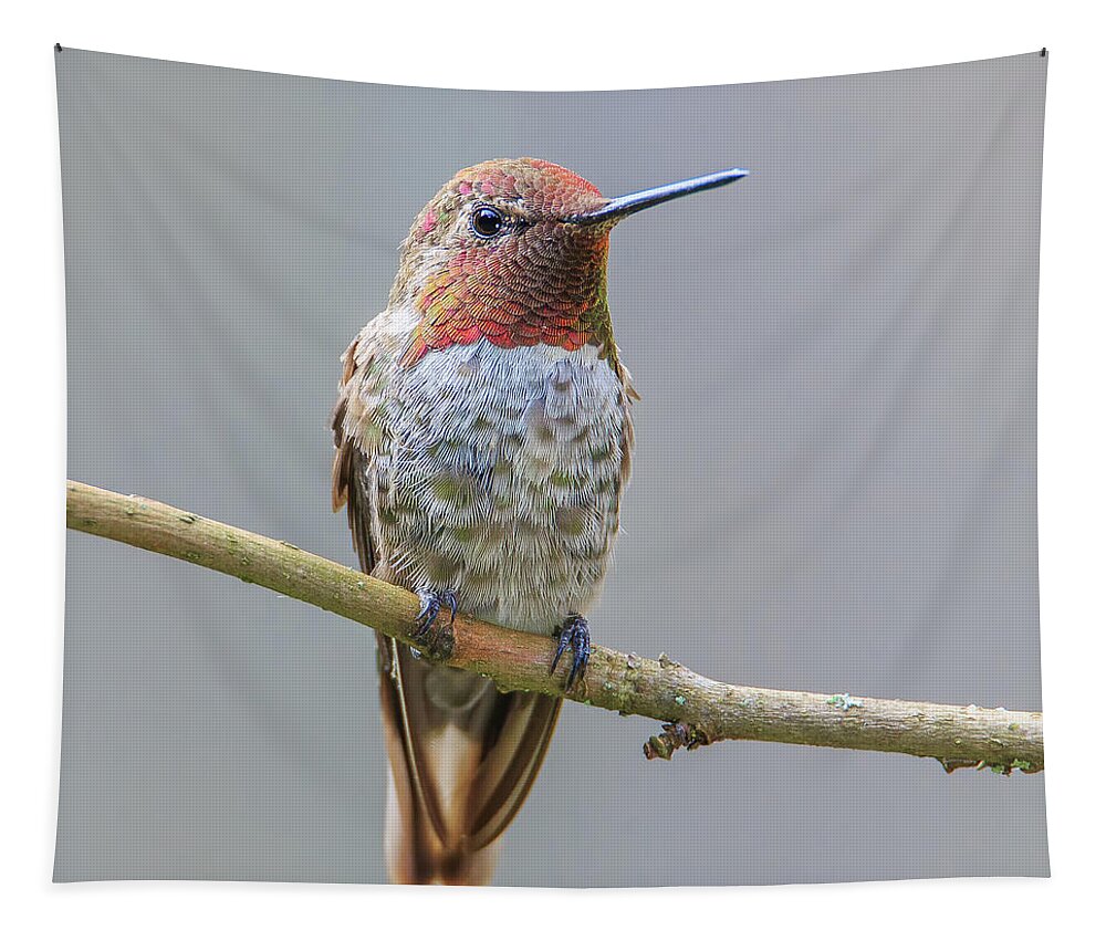 Animal Tapestry featuring the photograph Male Anna's Hummingbird #3 by Briand Sanderson