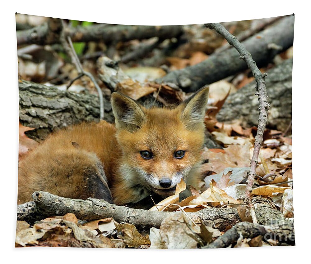 Fox Cub Tapestry featuring the photograph Beautiful fox cub #4 by Sam Rino