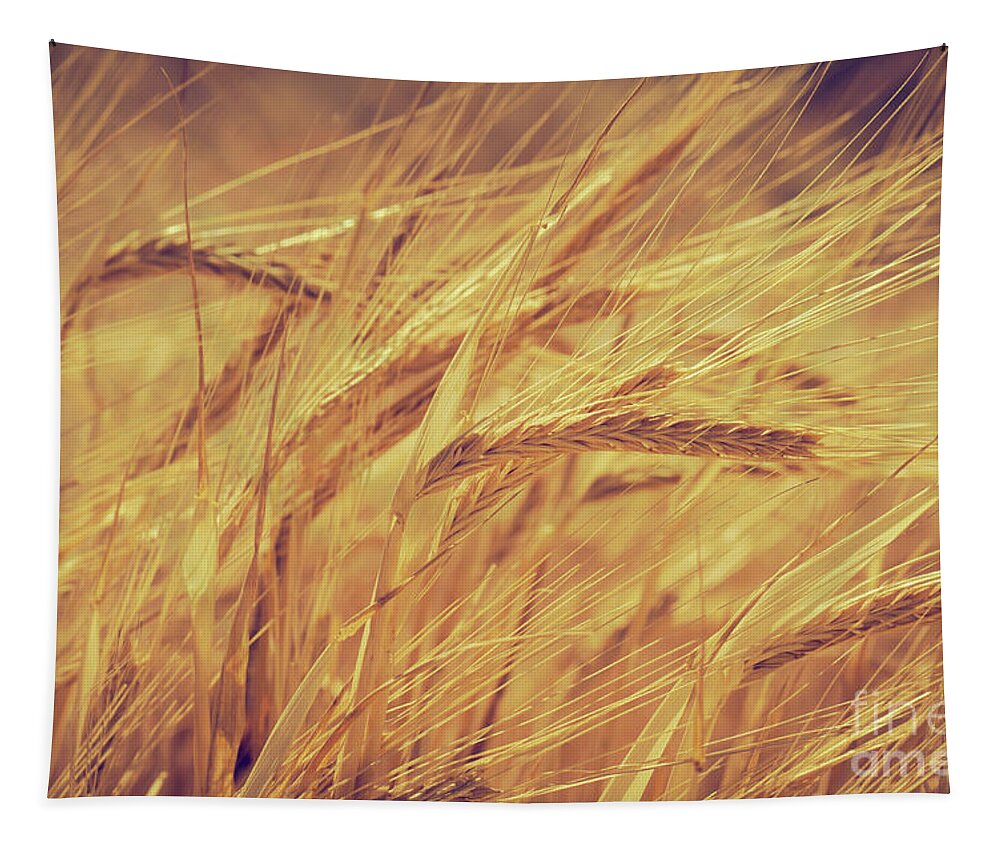 Wheat Tapestry featuring the photograph Wheat #4 by Jelena Jovanovic