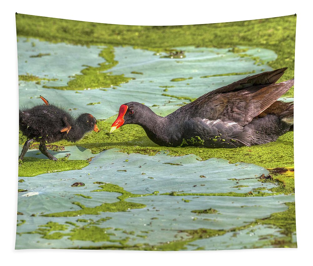 American Fauna Tapestry featuring the photograph Common Gallinule Gallinula Galeata #5 by Ivan Kuzmin