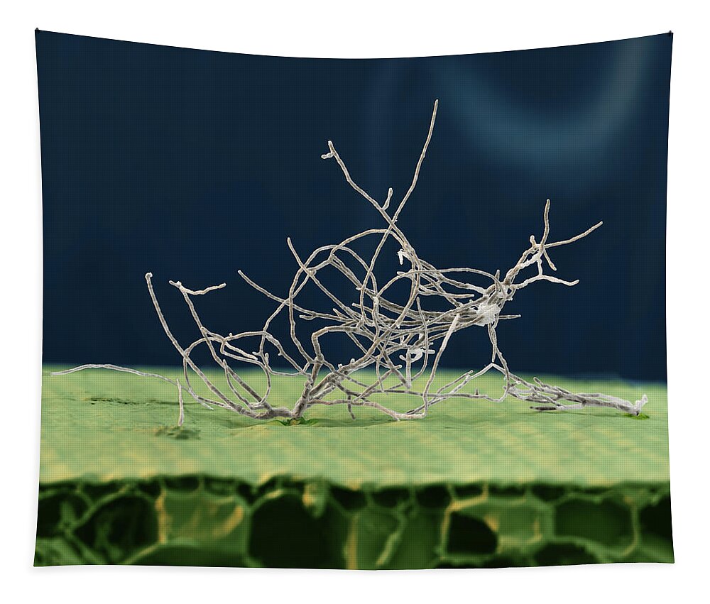 Cavendish Banana Tapestry featuring the photograph Fusarium Oyxsporum, Sem #5 by Oliver Meckes EYE OF SCIENCE