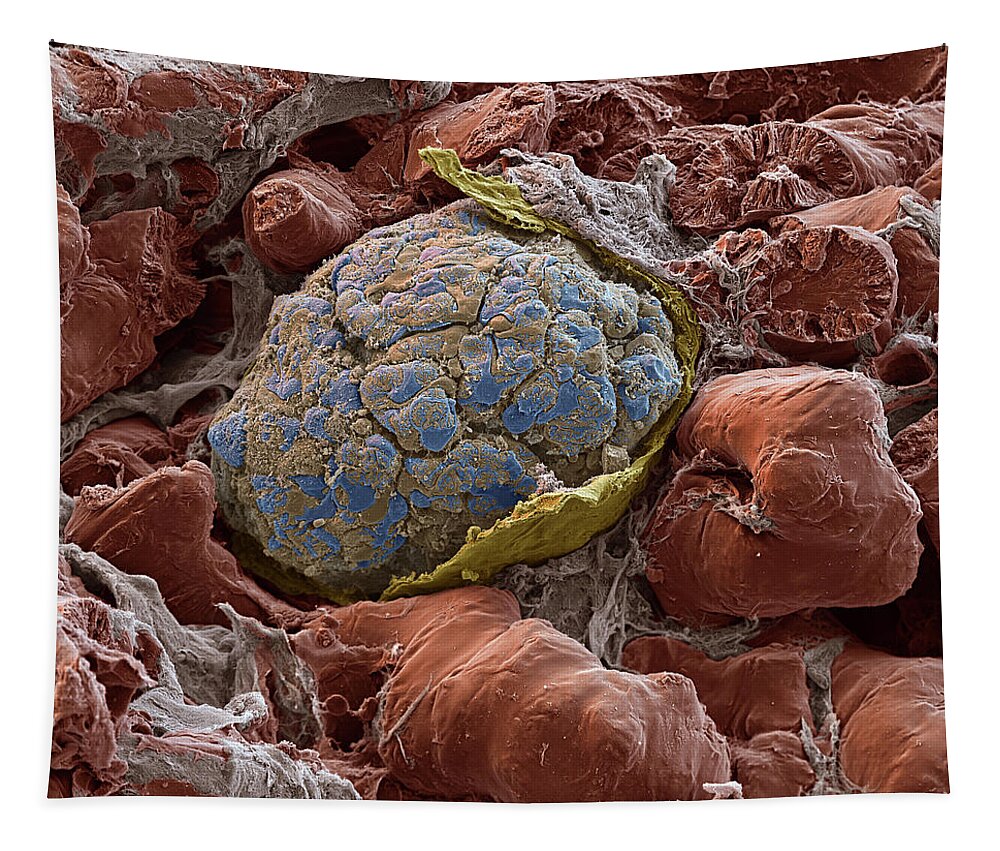 Excretory System Tapestry featuring the photograph Kidney Glomerulus, Sem #5 by Oliver Meckes EYE OF SCIENCE