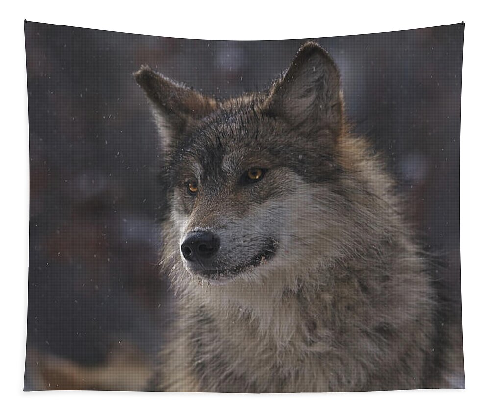 Animal Tapestry featuring the photograph Wolf #5 by Brian Cross