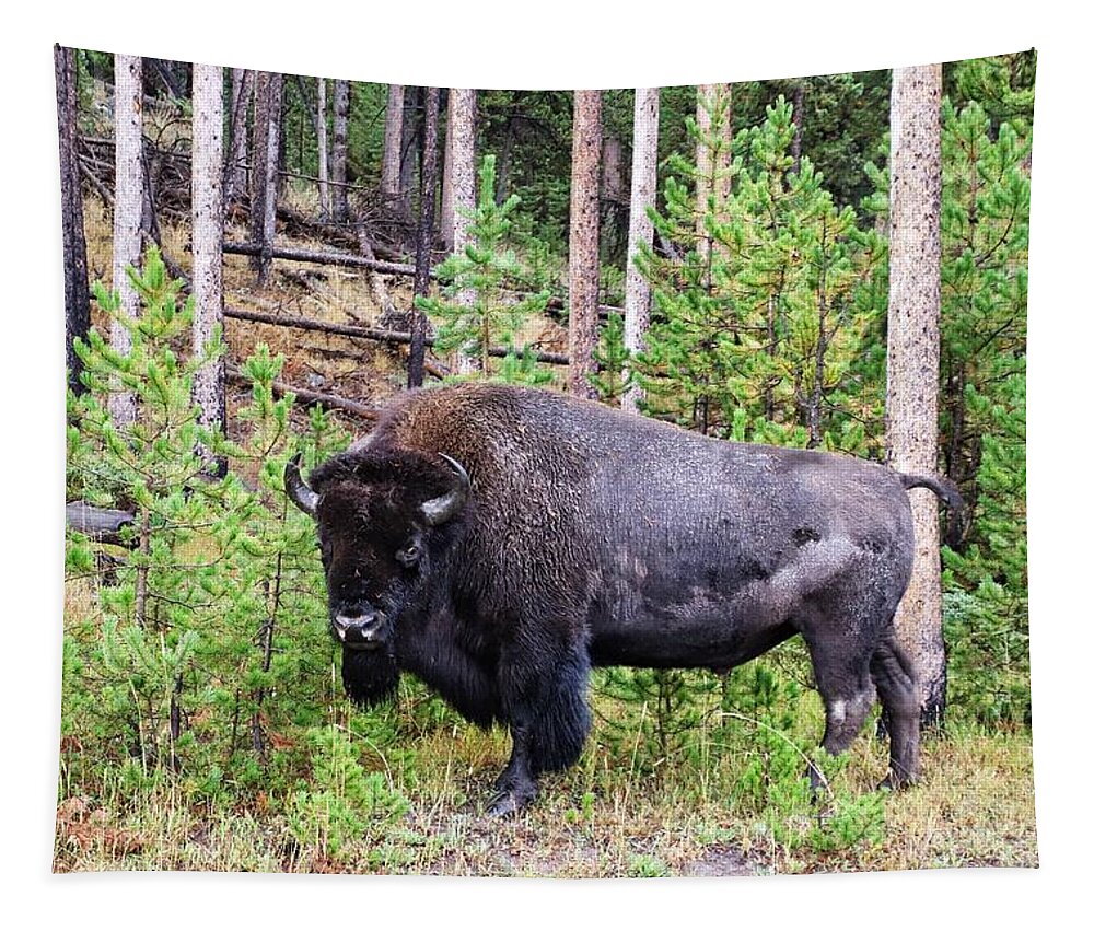 Buffalo At Yellowstone Tapestry featuring the photograph Buffalo at Yellowstone National Park #6 by Susan Jensen