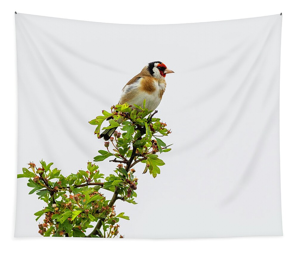 Goldfinch Tapestry featuring the photograph Goldfinch #6 by Chris Smith