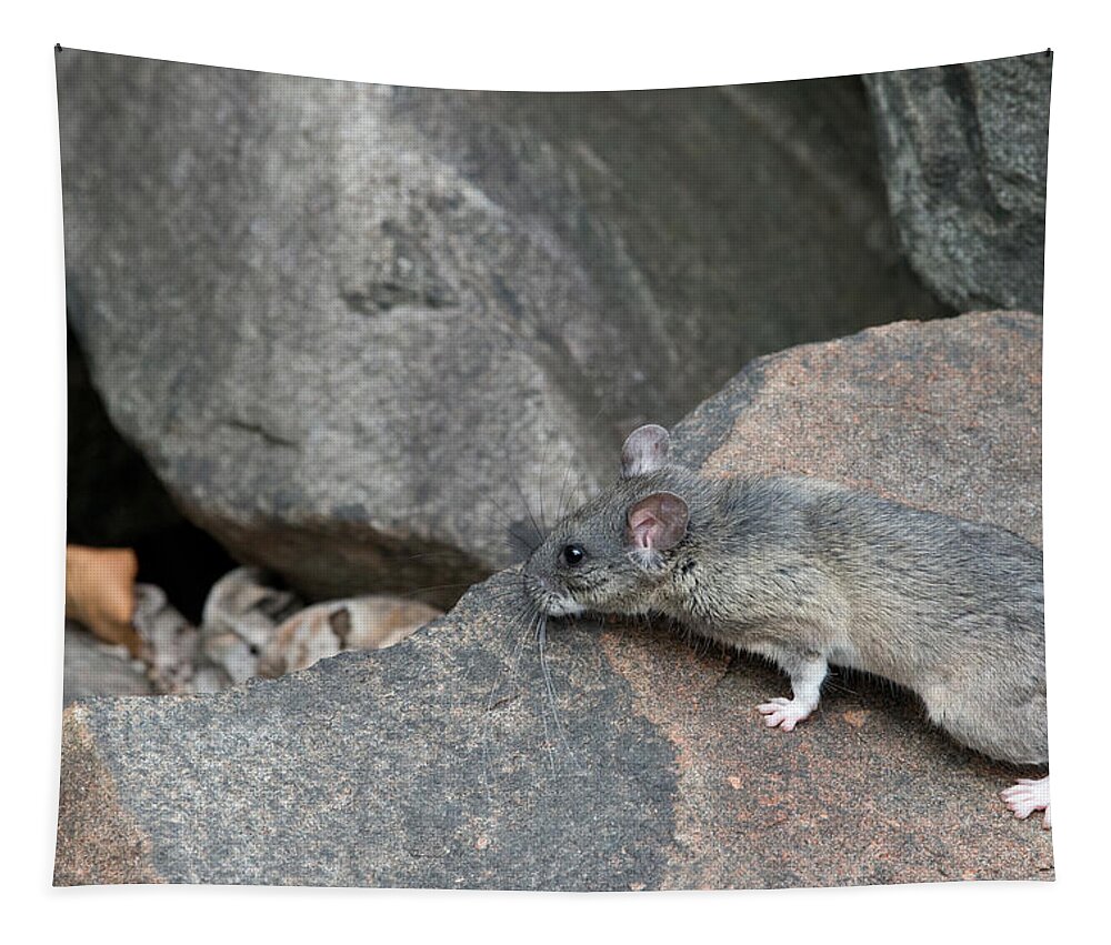 Allegheny Woodrat Tapestry featuring the photograph Allegheny Woodrat Neotoma Magister #7 by David Kenny