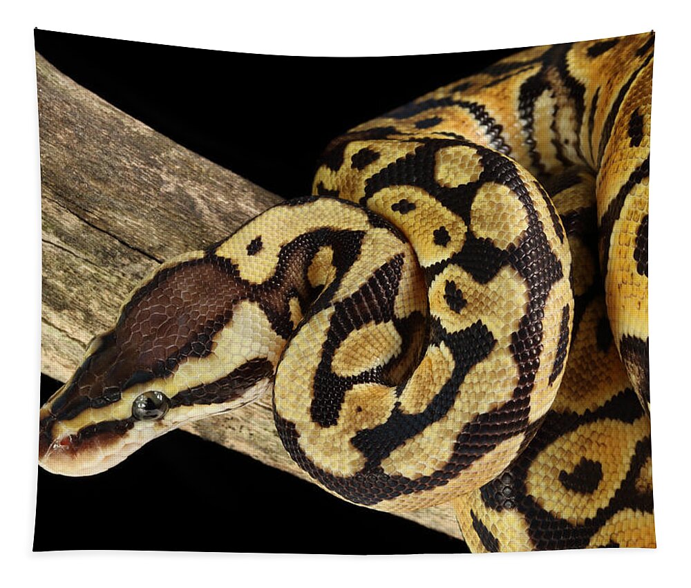 Africa Wildlife Tapestry featuring the photograph Ball Python Python Regius #7 by David Kenny