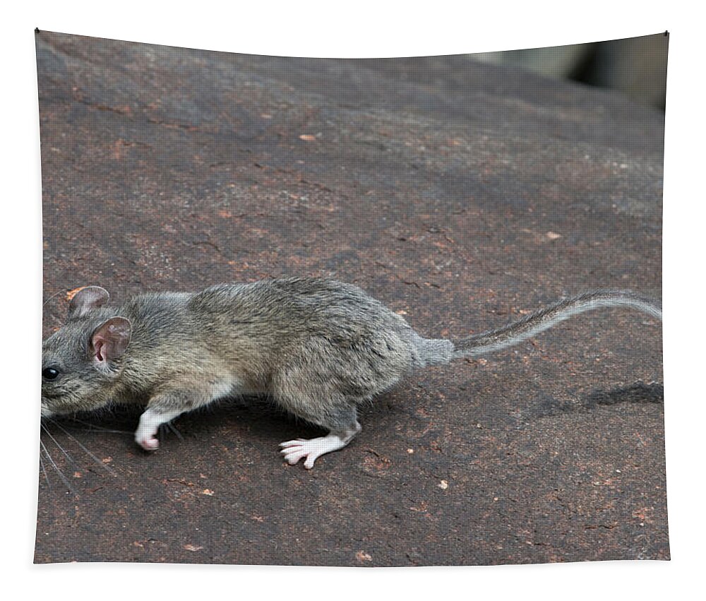 Allegheny Woodrat Tapestry featuring the photograph Allegheny Woodrat Neotoma Magister by David Kenny