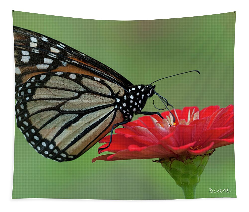 Monarch Tapestry featuring the photograph Monarch on Zinnia #8 by Diane Giurco