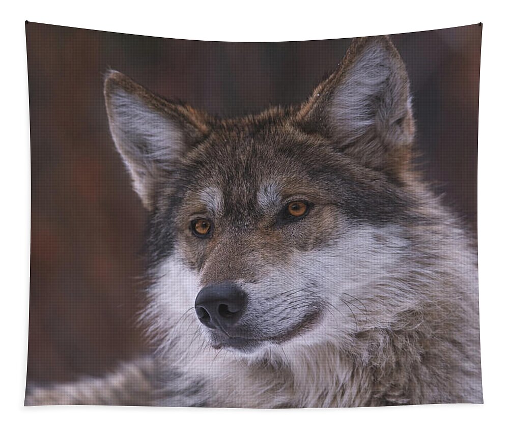 Animal Tapestry featuring the photograph Wolf #9 by Brian Cross