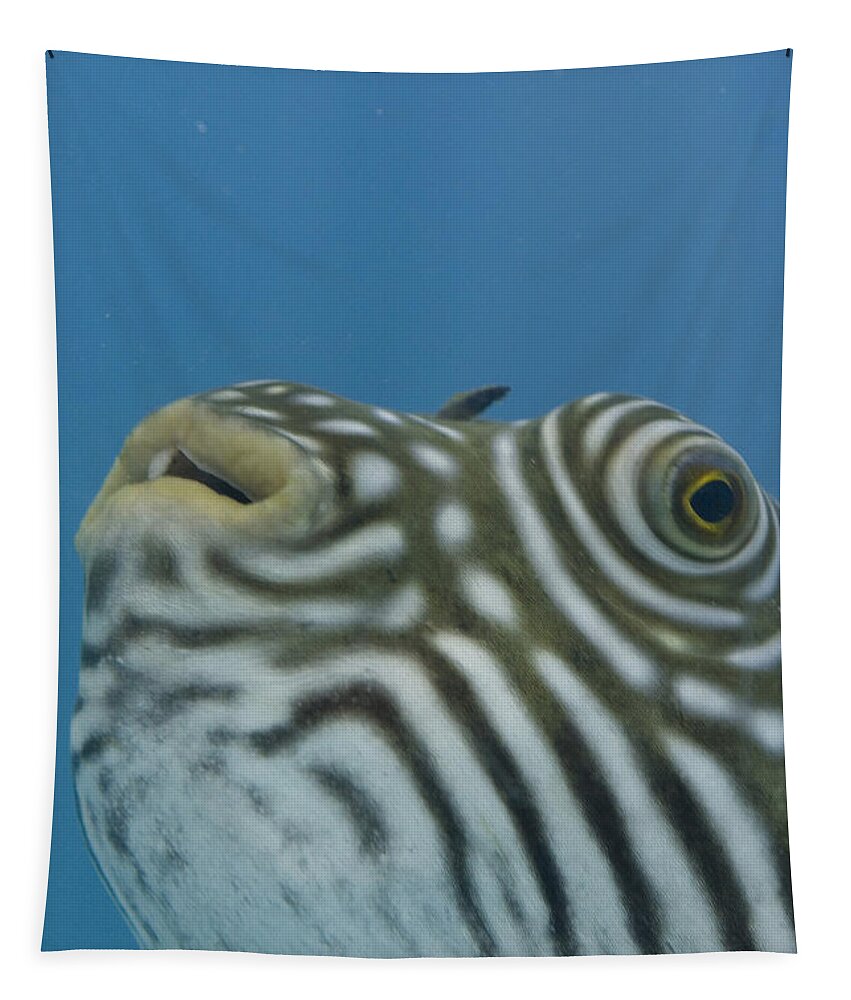 Ip_70162476 Tapestry featuring the photograph A Blowfish At The Reef Hq Aquarium, Townsville, Queensland, Australia by Ulla Lohmann