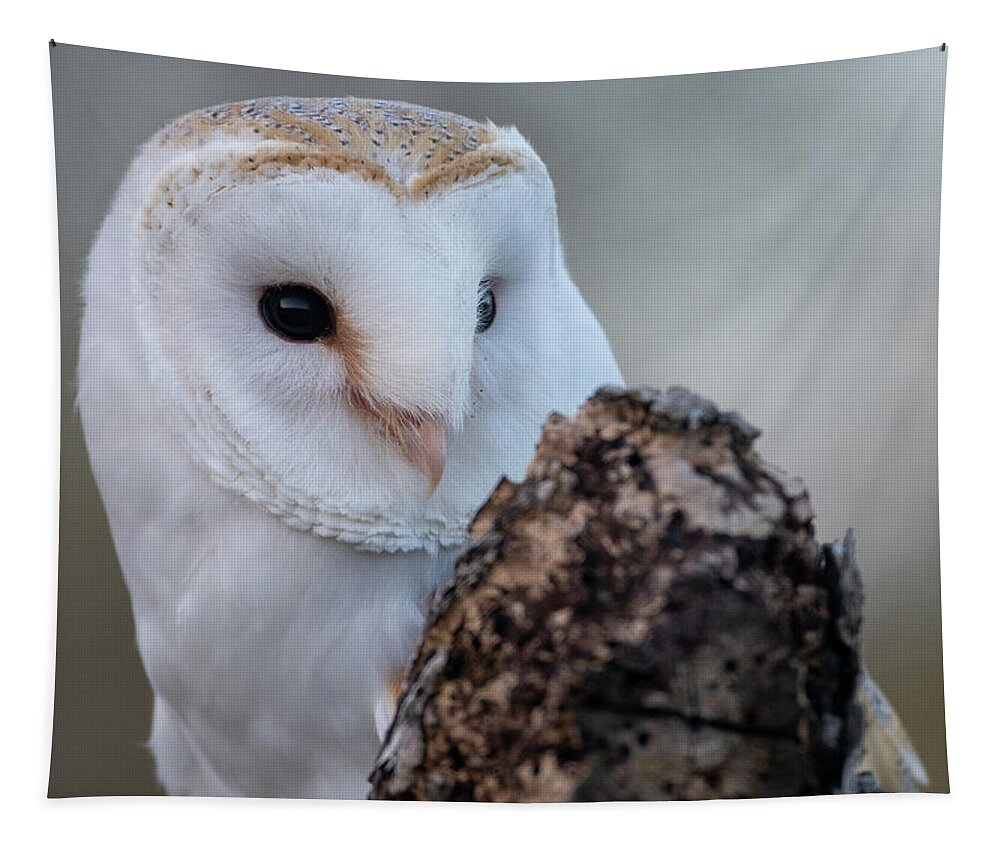 Owl Tapestry featuring the photograph A Coy Barn Owl by Mark Hunter