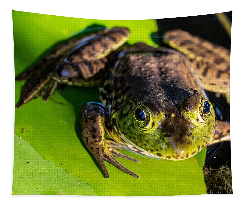 Frog Tapestry featuring the photograph A Frog Looking at Me by L Bosco