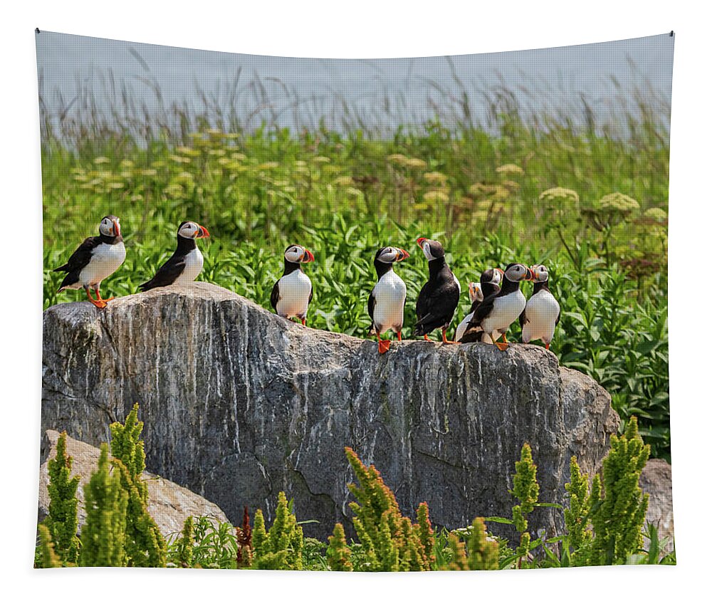 Puffins Tapestry featuring the photograph A Gathering of Puffins by Scene by Dewey
