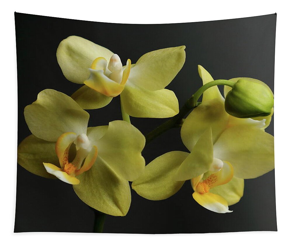 Orchids Tapestry featuring the photograph A Group Of Orchids by Jeff Townsend