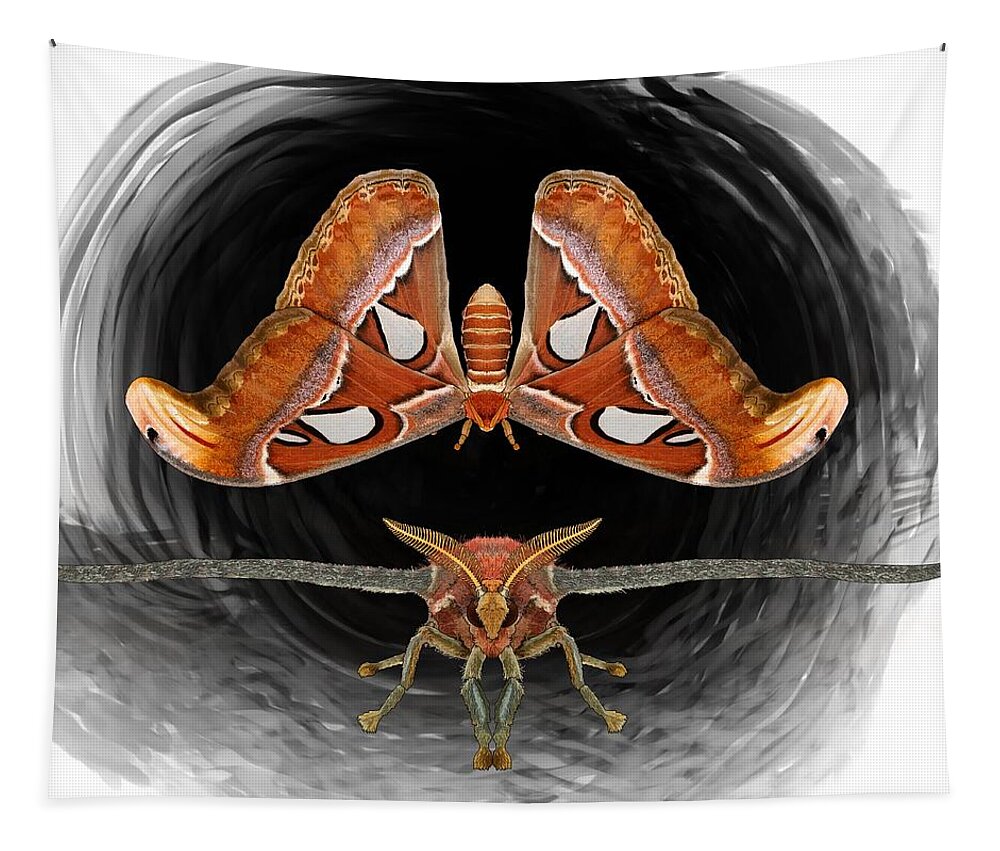 Atlas Moth Tapestry featuring the drawing A is For Atlas Moth by Joan Stratton