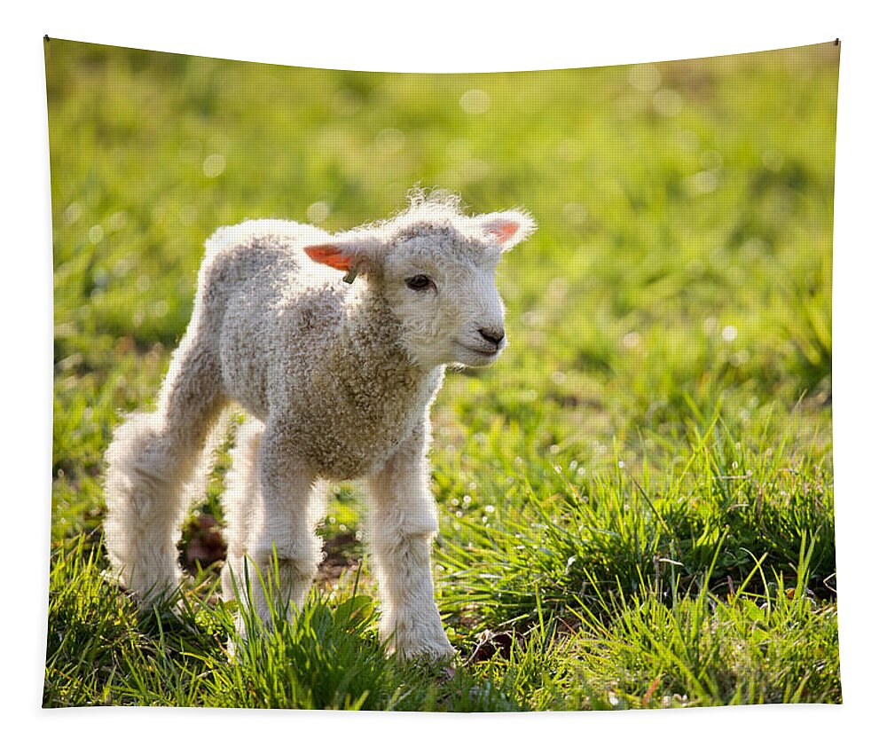 Lamb Tapestry featuring the photograph A Little Leicester Longwool Lamb by Rachel Morrison