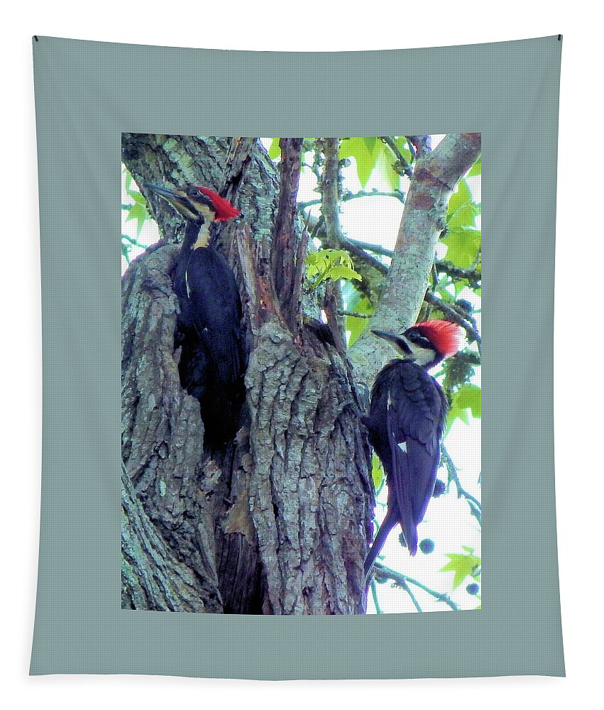 Birds Tapestry featuring the photograph A Pair of Pileated Woodpeckers by Karen Stansberry