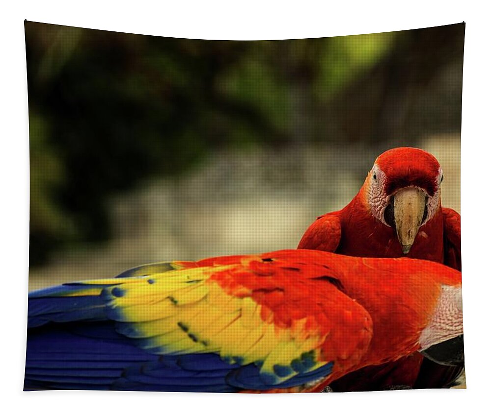 Ara Tapestry featuring the photograph A pair of scarlet macaws by Robert Grac