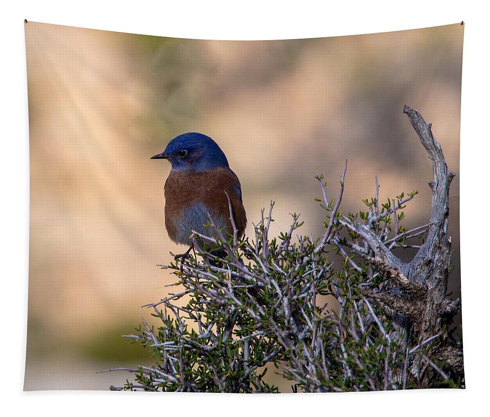Bluebird Tapestry featuring the photograph A Western Bluebird at the Grand Canyon by L Bosco