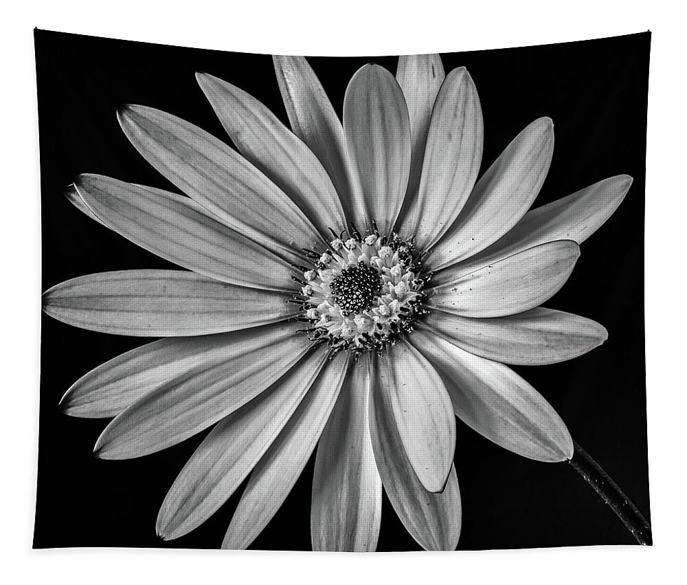 Osteospermum Tapestry featuring the photograph African Daisy 1 by Nigel R Bell