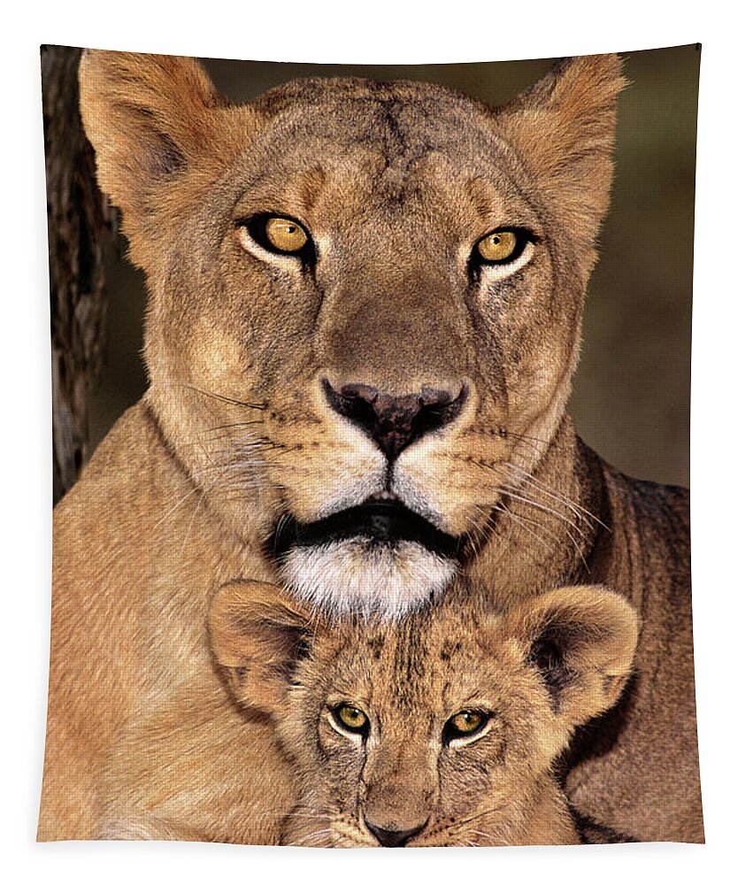 African Lion Tapestry featuring the photograph African Lions Parenthood Wildlife Rescue by Dave Welling