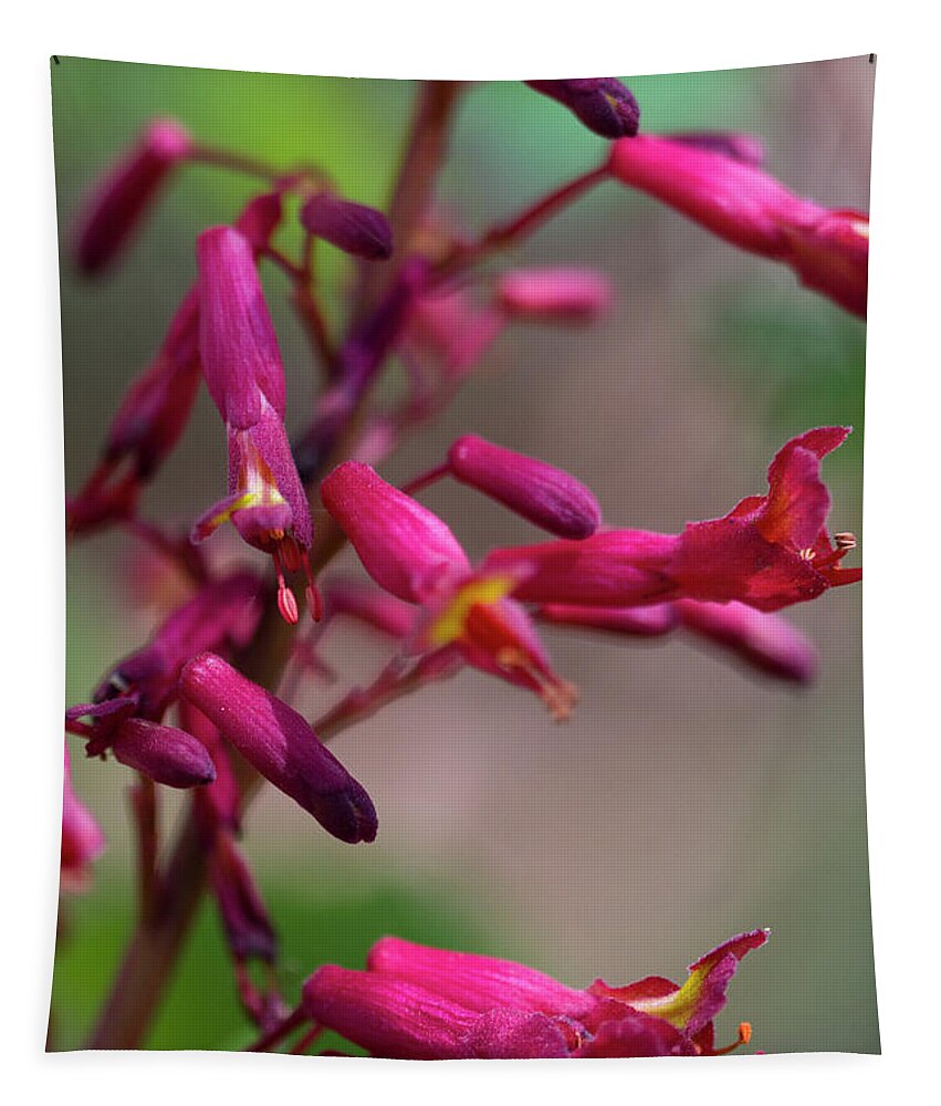 Red Buckeye Tapestry featuring the photograph Alabama Back Woods Beauty - Red Buckeye - Aesculus Pavia by Kathy Clark