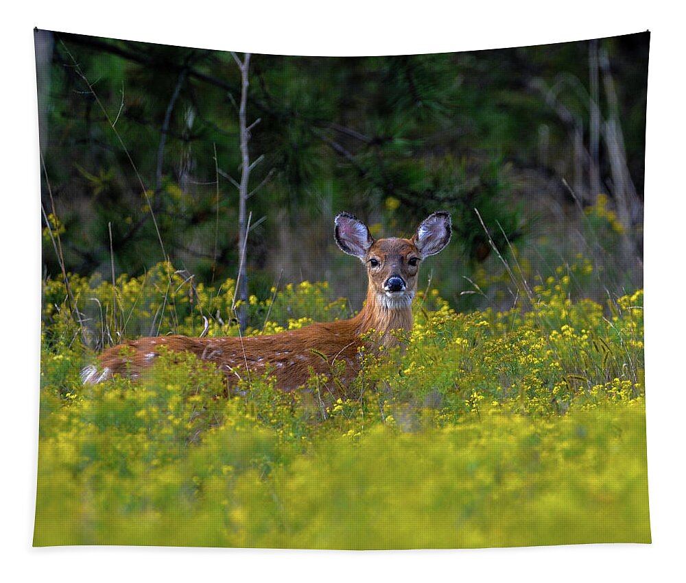 Wildlife Tapestry featuring the photograph Alert Fawn by Cathy Kovarik