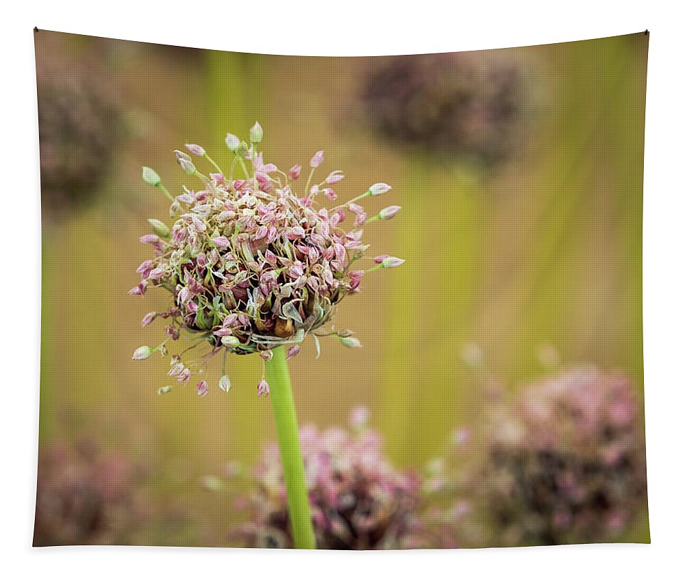Perennial Tapestry featuring the photograph Allium by Chris Smith