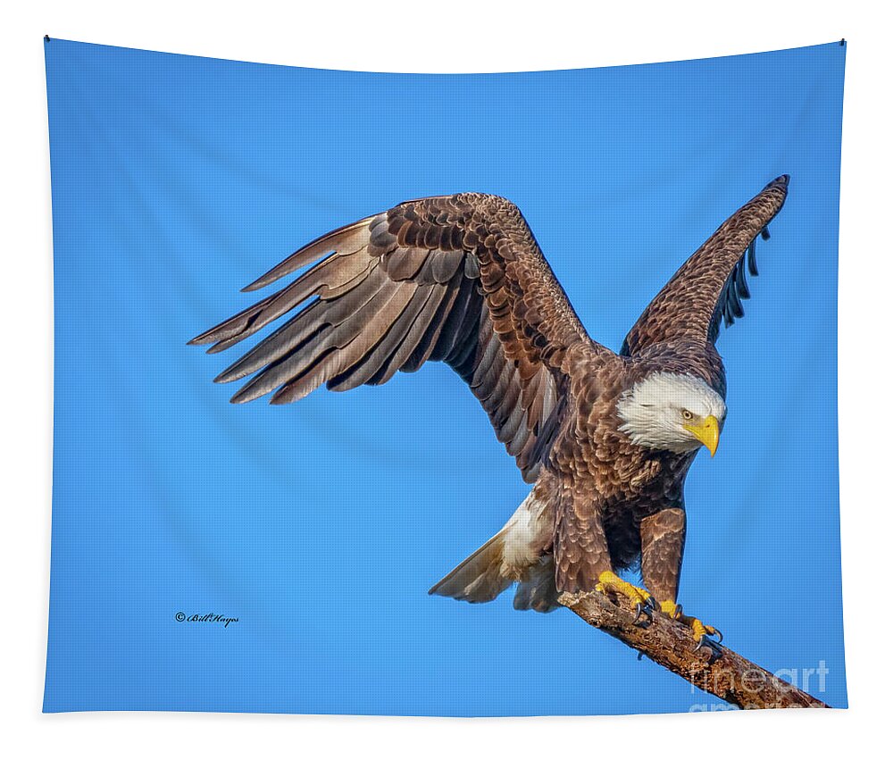 Eagles Tapestry featuring the photograph American Bald Eagle Incoming by DB Hayes