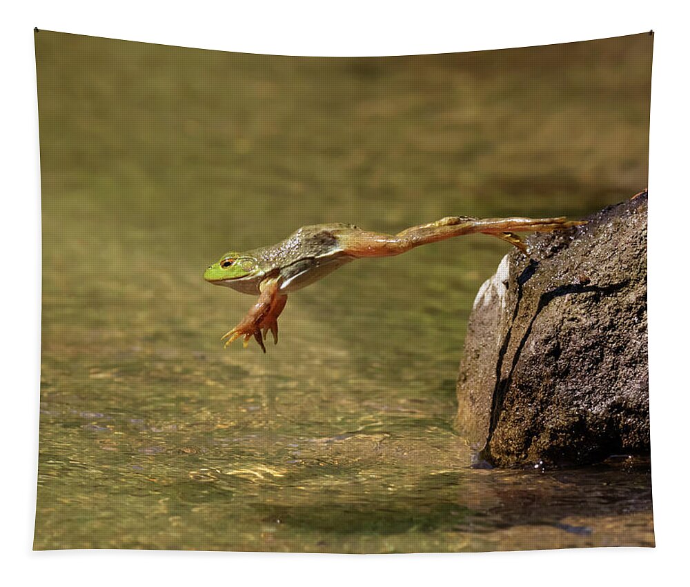 Adult Tapestry featuring the photograph American Bullfrog Jumping Into Lake by Ivan Kuzmin