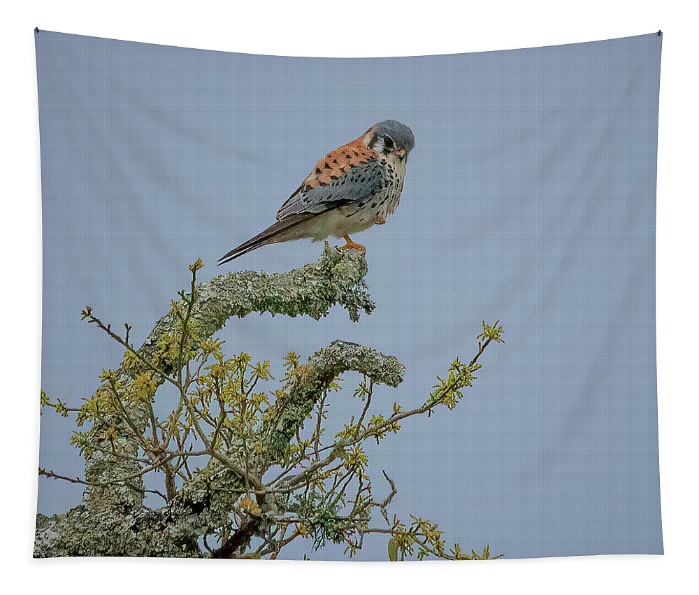 Falcon Tapestry featuring the photograph American Kestrel by JASawyer Imaging
