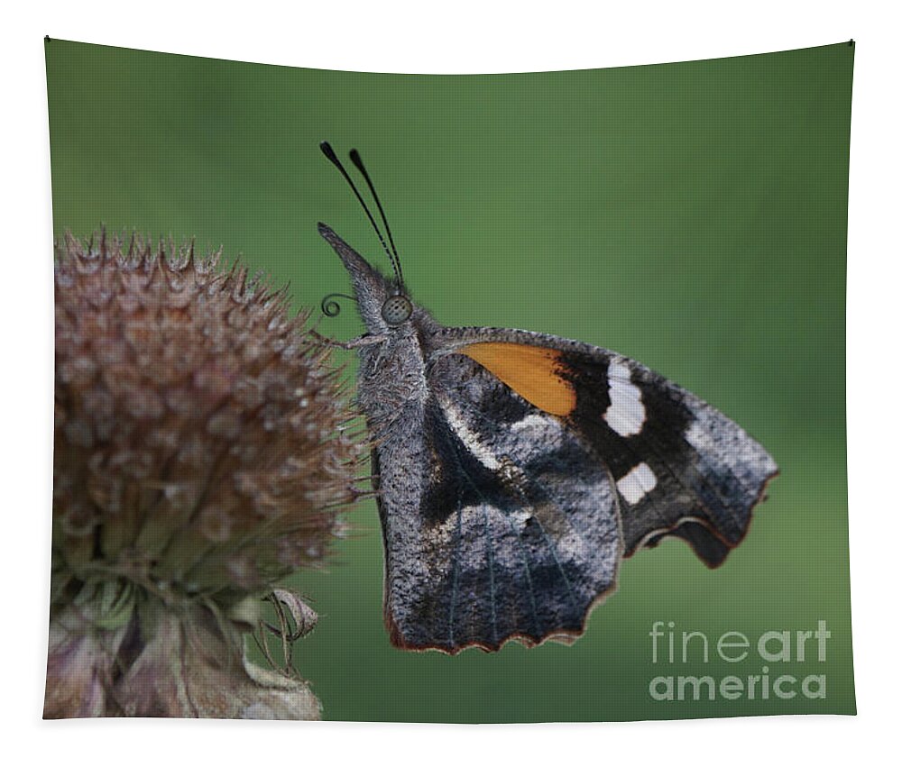 American Snout Butterfly Tapestry featuring the photograph American Snout Butterfly on Bee Balm Seed Head by Robert E Alter Reflections of Infinity