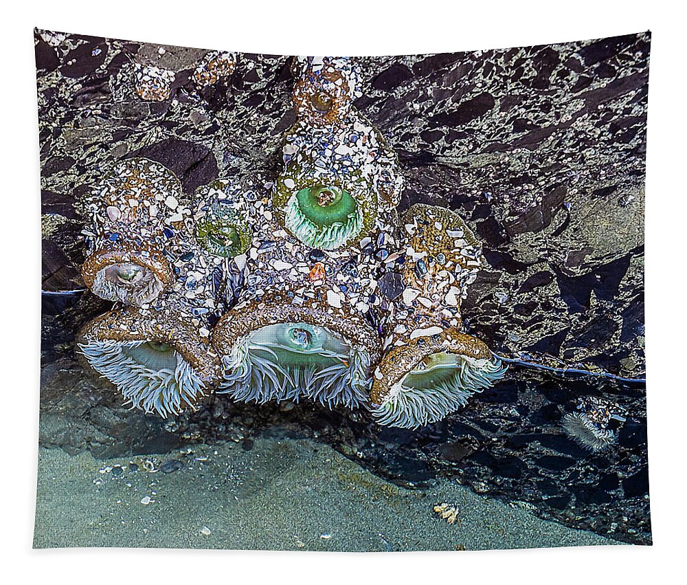 Tofino Tapestry featuring the photograph Anemone at Low Tide by Peggy Blackwell