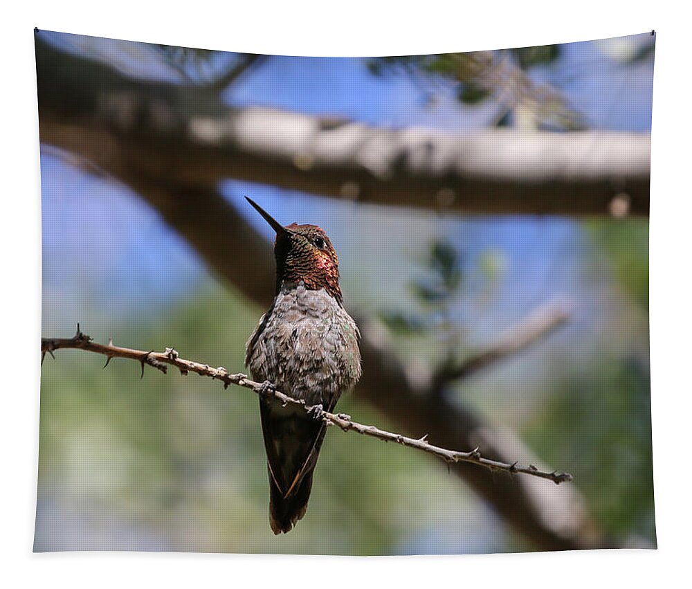 Anna's Hummingbird Tapestry featuring the photograph Anna's Hummingbird in Tree 8 by Dawn Richards