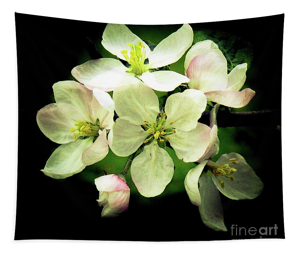 Apple Tree Blossoms Tapestry featuring the photograph Apple Blossoms in the Spring by Hazel Holland