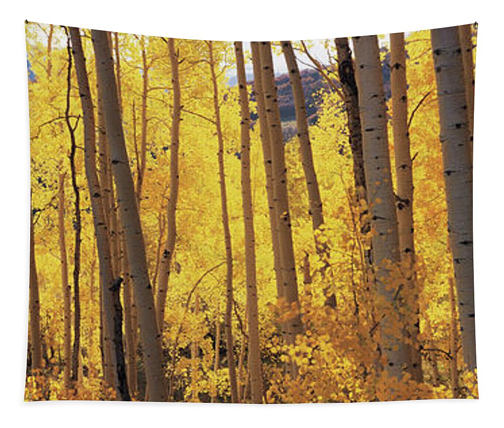 Photography Tapestry featuring the photograph Aspen Trees In Autumn, Colorado, Usa by Panoramic Images