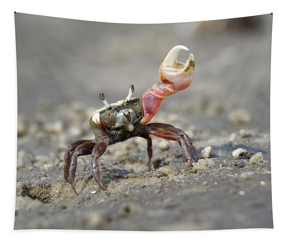 Atlantic Sand Fiddler Crab Dancing Tapestry by Ivan Kuzmin