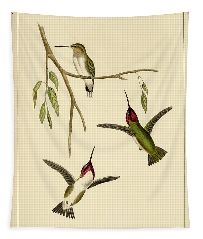 Birds Tapestry featuring the mixed media Atthis Costae by Bowen and Co lith and col Phila